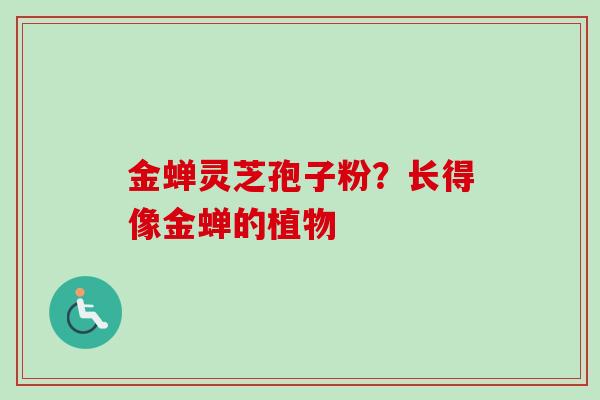 金蝉灵芝孢子粉？长得像金蝉的植物