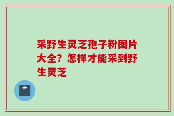采野生灵芝孢子粉图片大全？怎样才能采到野生灵芝