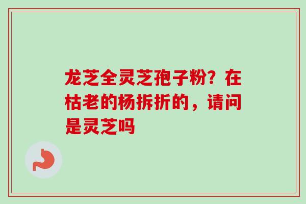 龙芝全灵芝孢子粉?在枯老的杨拆折的,请问是灵芝吗 龙芝全灵芝孢子粉?在枯老的杨拆折的,请问是灵芝吗