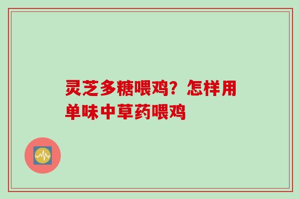 灵芝多糖喂鸡？怎样用单味中草药喂鸡