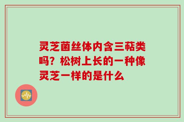 灵芝菌丝体内含三萜类吗？松树上长的一种像灵芝一样的是什么