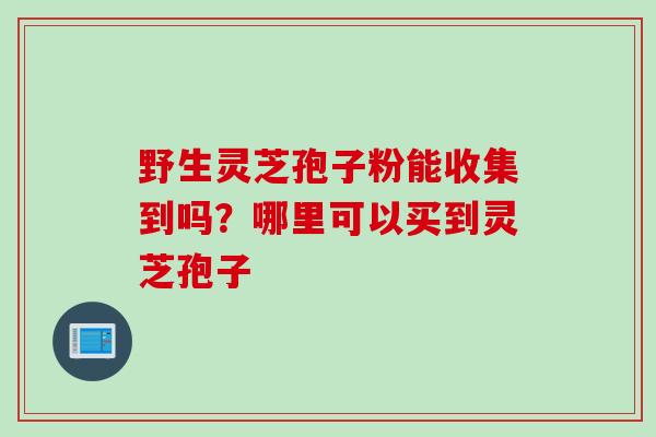 野生灵芝孢子粉能收集到吗？哪里可以买到灵芝孢子