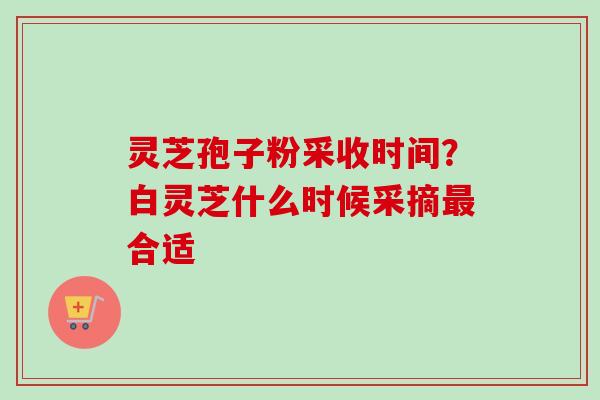 灵芝孢子粉采收时间？白灵芝什么时候采摘合适