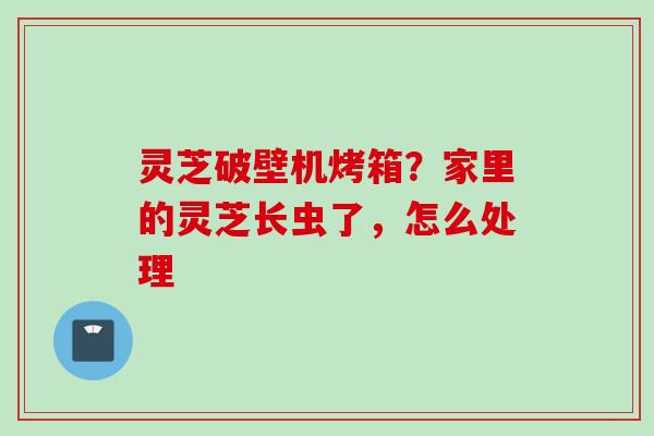 灵芝破壁机烤箱？家里的灵芝长虫了，怎么处理