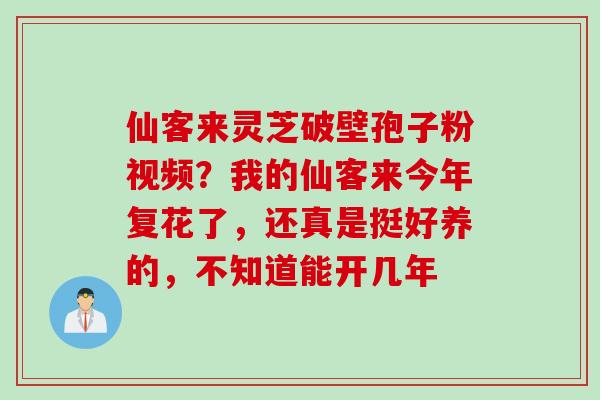 仙客来灵芝破壁孢子粉视频？我的仙客来今年复花了，还真是挺好养的，不知道能开几年