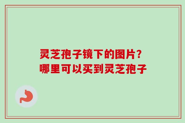 灵芝孢子镜下的图片？哪里可以买到灵芝孢子