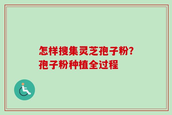 怎样搜集灵芝孢子粉？孢子粉种植全过程