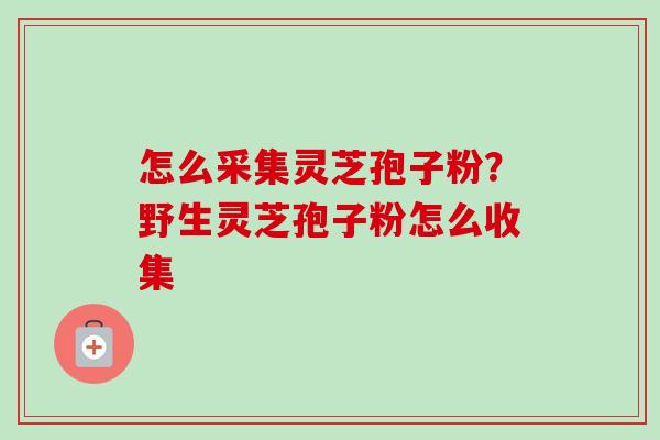 怎么采集灵芝孢子粉？野生灵芝孢子粉怎么收集