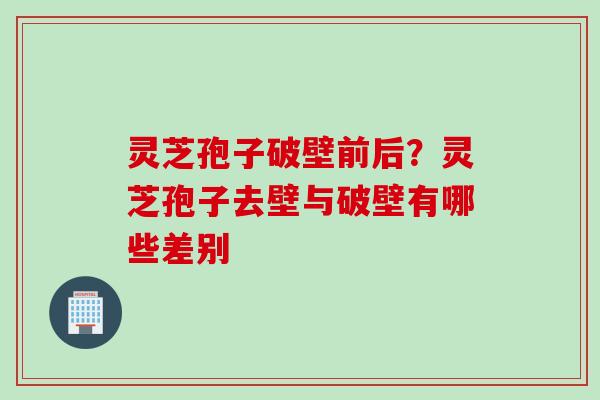 灵芝孢子破壁前后？灵芝孢子去壁与破壁有哪些差别