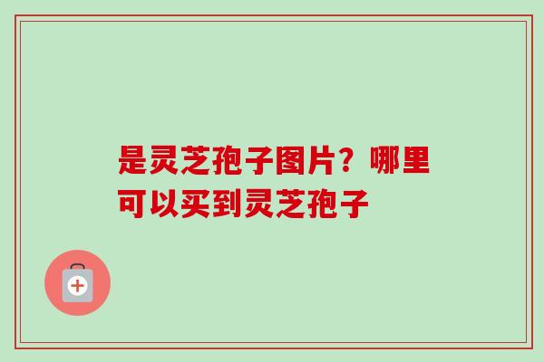 是灵芝孢子图片？哪里可以买到灵芝孢子