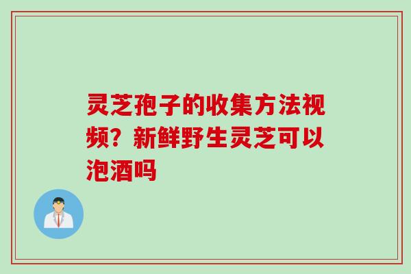 灵芝孢子的收集方法视频？新鲜野生灵芝可以泡酒吗