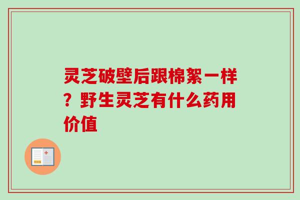 灵芝破壁后跟棉絮一样？野生灵芝有什么药用价值