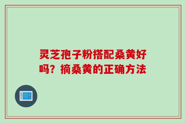 灵芝孢子粉搭配桑黄好吗？摘桑黄的正确方法