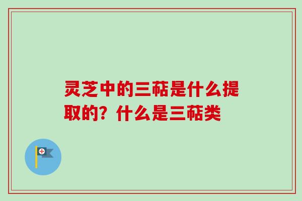 灵芝中的三萜是什么提取的？什么是三萜类