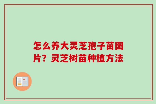 怎么养大灵芝孢子苗图片？灵芝树苗种植方法