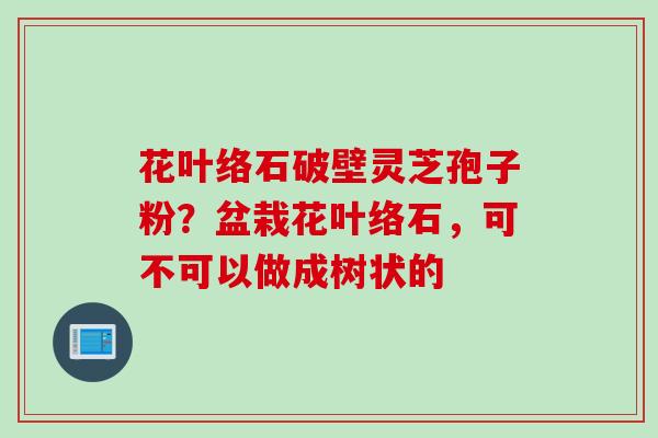 花叶络石破壁灵芝孢子粉？盆栽花叶络石，可不可以做成树状的