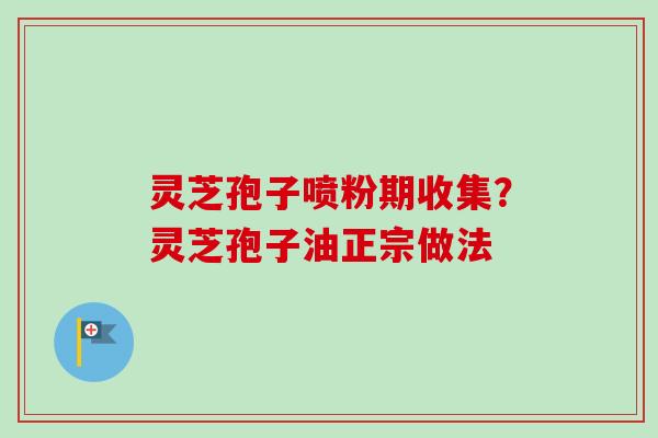 灵芝孢子喷粉期收集？灵芝孢子油正宗做法
