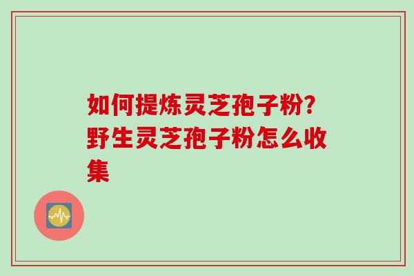 如何提炼灵芝孢子粉？野生灵芝孢子粉怎么收集