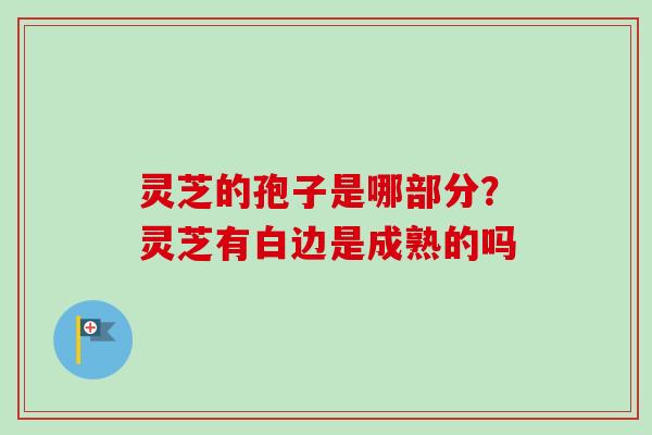 灵芝的孢子是哪部分?灵芝有白边是成熟的吗 灵芝的孢子是哪部分?灵芝有白边是成熟的吗