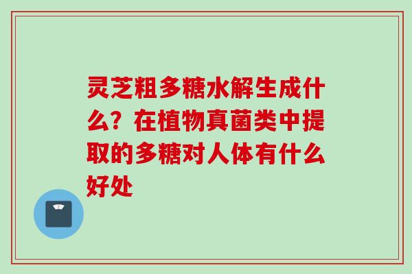 灵芝粗多糖水解生成什么？在植物真菌类中提取的多糖对人体有什么好处