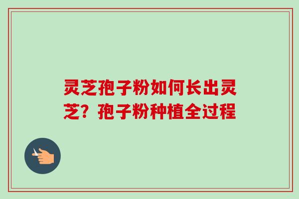 灵芝孢子粉如何长出灵芝？孢子粉种植全过程