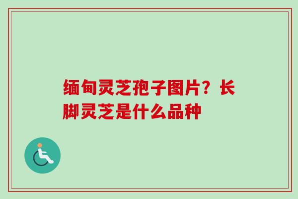 缅甸灵芝孢子图片？长脚灵芝是什么品种
