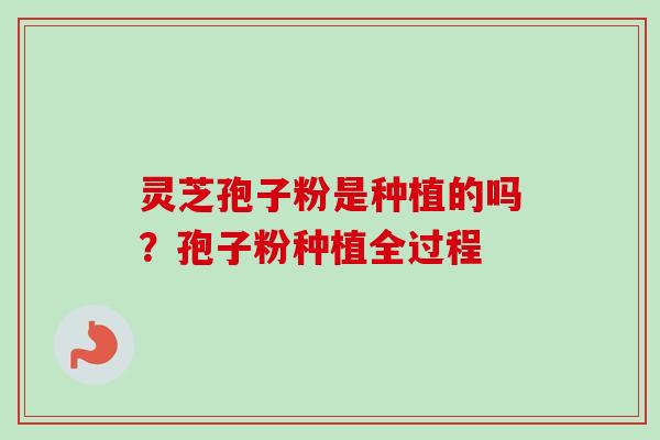 灵芝孢子粉是种植的吗？孢子粉种植全过程