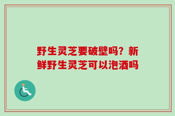 野生灵芝要破壁吗？新鲜野生灵芝可以泡酒吗
