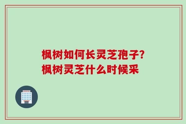枫树如何长灵芝孢子？枫树灵芝什么时候采