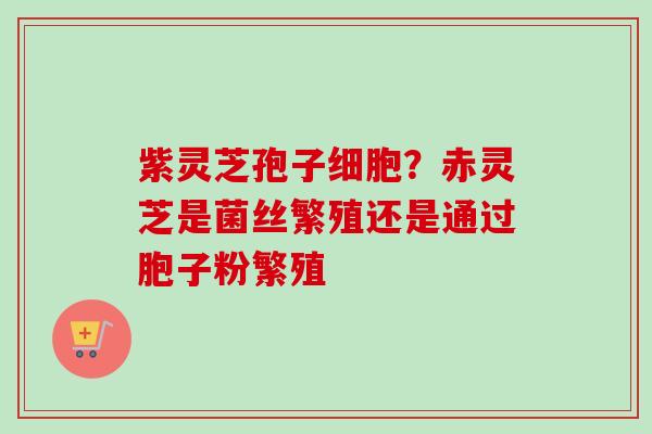 紫灵芝孢子细胞？赤灵芝是菌丝繁殖还是通过胞子粉繁殖