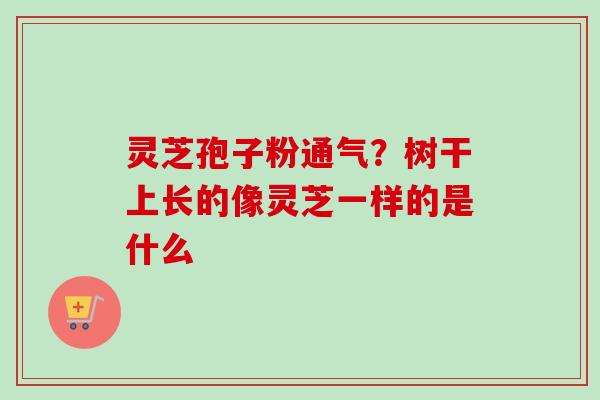 灵芝孢子粉通气？树干上长的像灵芝一样的是什么