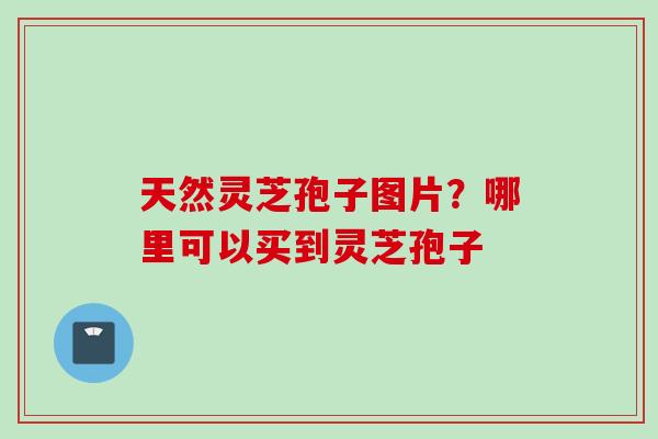 天然灵芝孢子图片?哪里可以买到灵芝孢子 天然灵芝孢子图片?哪里可以买到灵芝孢子