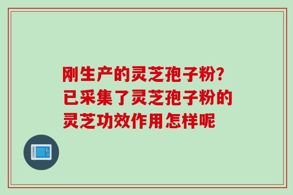 刚生产的灵芝孢子粉？已采集了灵芝孢子粉的灵芝功效作用怎样呢