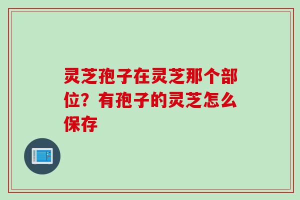 灵芝孢子在灵芝那个部位？有孢子的灵芝怎么保存