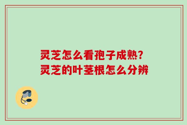 灵芝怎么看孢子成熟？灵芝的叶茎根怎么分辨