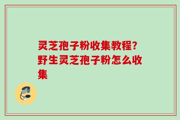灵芝孢子粉收集教程？野生灵芝孢子粉怎么收集