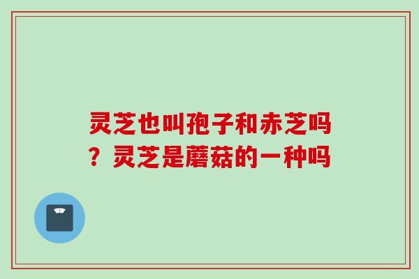 灵芝也叫孢子和赤芝吗？灵芝是蘑菇的一种吗