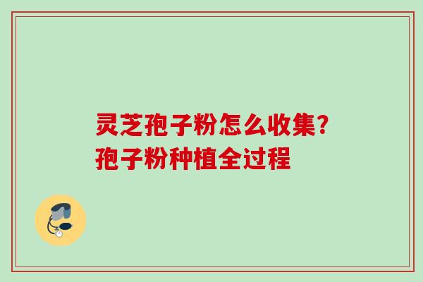灵芝孢子粉怎么收集？孢子粉种植全过程