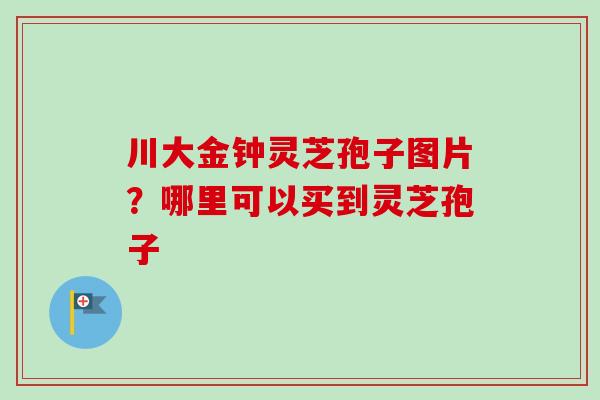 川大金钟灵芝孢子图片？哪里可以买到灵芝孢子