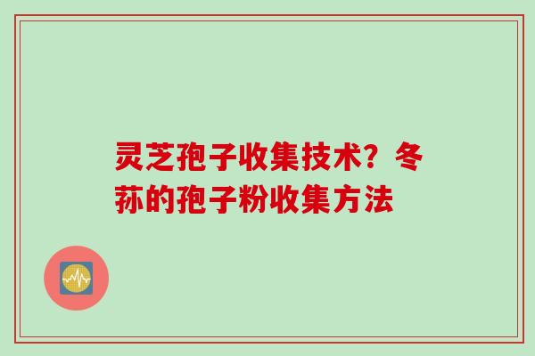灵芝孢子收集技术？冬荪的孢子粉收集方法