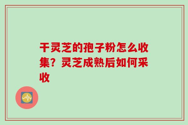干灵芝的孢子粉怎么收集?灵芝成熟后如何采收 干灵芝的孢子粉怎么收集?灵芝成熟后如何采收