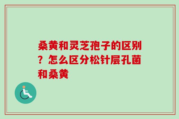 桑黄和灵芝孢子的区别？怎么区分松针层孔菌和桑黄