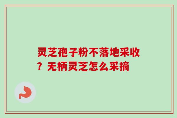 灵芝孢子粉不落地采收？无柄灵芝怎么采摘