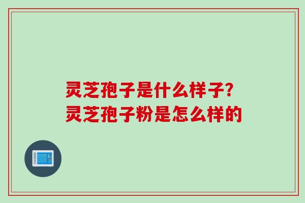 灵芝孢子是什么样子？灵芝孢子粉是怎么样的