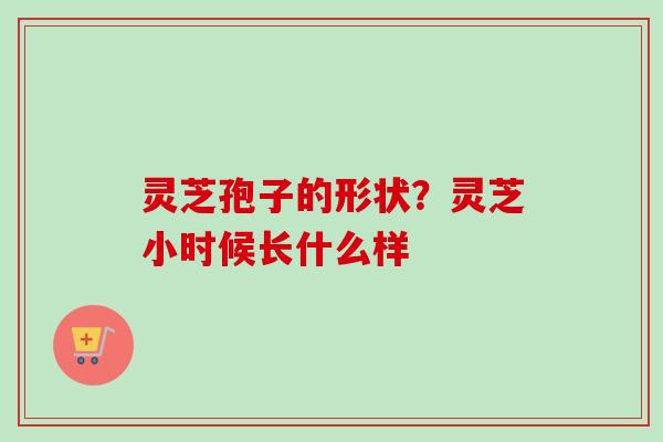 灵芝孢子的形状？灵芝小时候长什么样