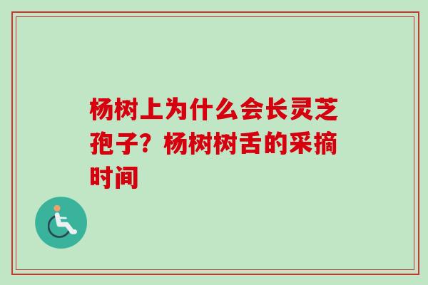 杨树上为什么会长灵芝孢子？杨树树舌的采摘时间