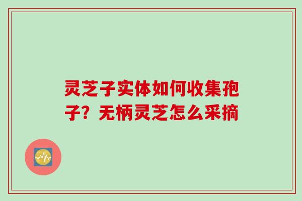 灵芝子实体如何收集孢子？无柄灵芝怎么采摘