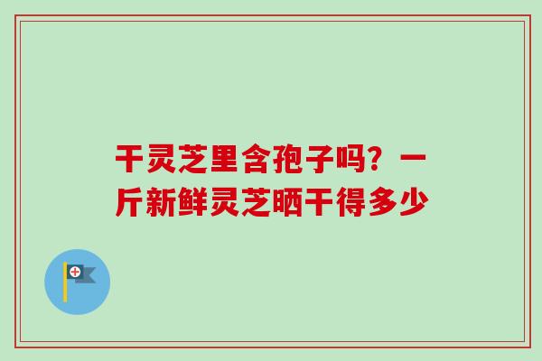 干灵芝里含孢子吗？一斤新鲜灵芝晒干得多少
