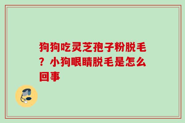 狗狗吃灵芝孢子粉脱毛？小狗眼睛脱毛是怎么回事