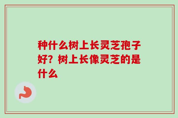 种什么树上长灵芝孢子好?树上长像灵芝的是什么 种什么树上长灵芝孢子好?树上长像灵芝的是什么